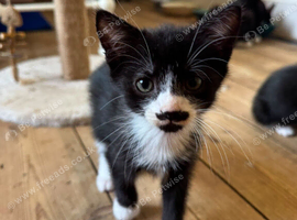 6x Adorable Kittens available &zwj;