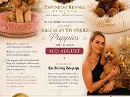 ESPONJOSO Exclusive Half Asian Toy Poodles | August 2026
