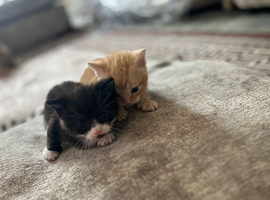 Gorgeous baby kittens