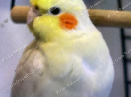 Lutino cocktail hen