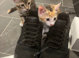 2 beautiful sisters