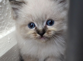 Beautiful Ragdoll Kittens
