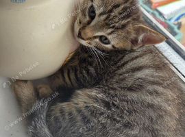 NEW PICTURES Bengal armarican shorthair x ragdoll kittens all ready for homes