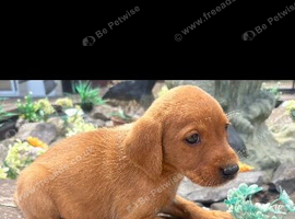 Fox red Labrador puppies