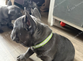 4 French bull dogs