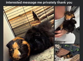 Guinea pigs and cages with bits
