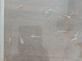 Axolotls 1month old