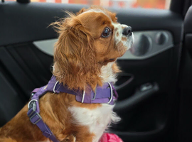 Beautiful Cavalier King Charles Spaniel