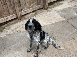 Cocker spaniel
