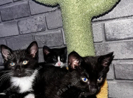 Beautiful Siamese mixed kittens