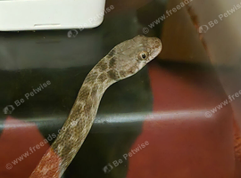 CB24 Madagascan Cat Eyed Snake