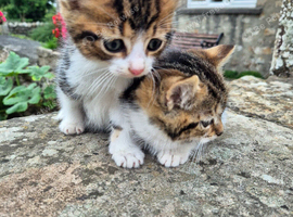 Beautiful Tabby Kittens looking for homes