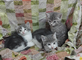 Gorgeous kittens ready for new homes