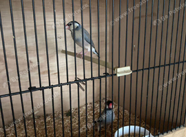 2 Java Finches