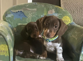 KC Reg Mini Dachshund Puppy