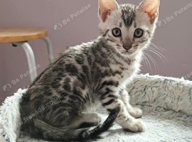 2 Gorgeous Bengal Kittens
