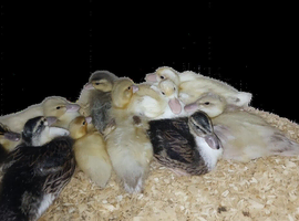 Call ducks