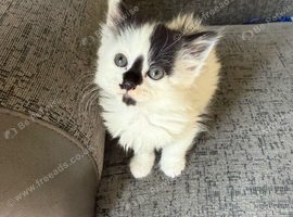 Male Kitten