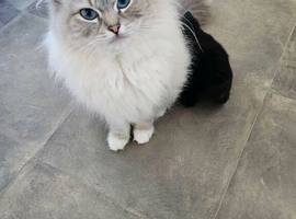 Ragdoll x