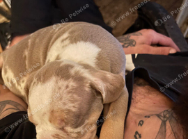 Tri Merle Staffs x amazing colours and blue eyes