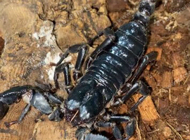 Asian Forest Scorpions for sale