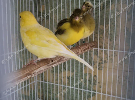 This years baby canaries