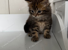 3 fluffy beautiful kittens looking for their forever loving home