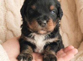 1 black tanned boy available!!! Quality true Toy Asian teddy bear brown ,tanned Maltipoo Puppies Just arrived