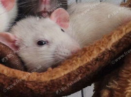 2 Female Rats