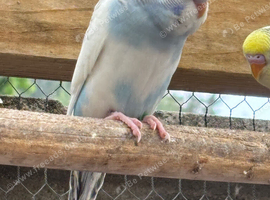 Dunfallow split hen for sale