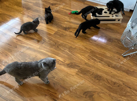 Beautiful cross breed kittens