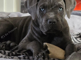 Female Cane Corso Puppy