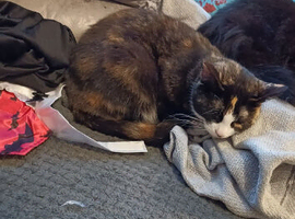 2 female cats