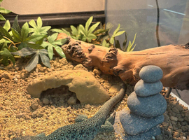 Eyed lizard