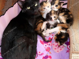 Female kitten for sale