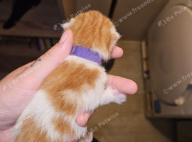 LAST GIRL KITTEN