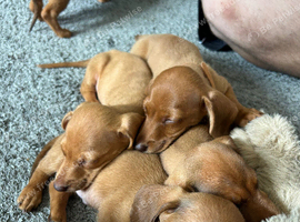 5 gorgeous miniature boys