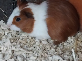 Male guniea  pigs