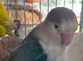 Tame lovebird fully tame