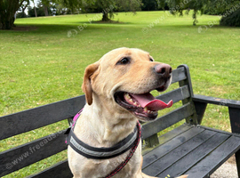 5 year old Labrador bitch