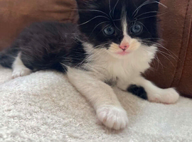Maine coon mix