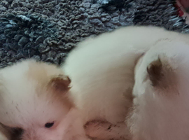 Pomeranian puppies