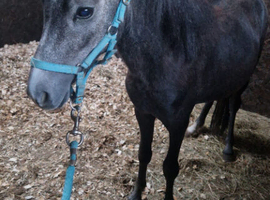 Welsh section a colt