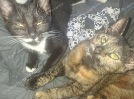 3 beautiful kittens