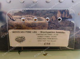 Giant Brazilian white knee / Mexican fireleg