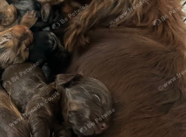 Stunning litter of cockapoo puppies