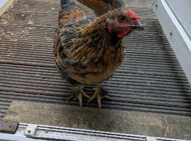 Roosters