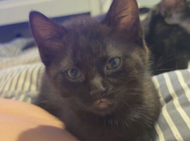 2 black kittens