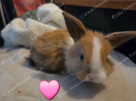 Beautiful mini lop babies