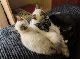 Siamese cross Ragdoll kittens & Black/ white kittem